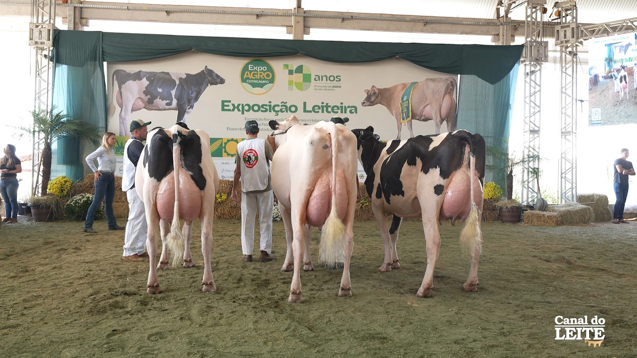 Expoagro Cotricampo 2026 reúne o melhor das raças Jersey e Holandesa