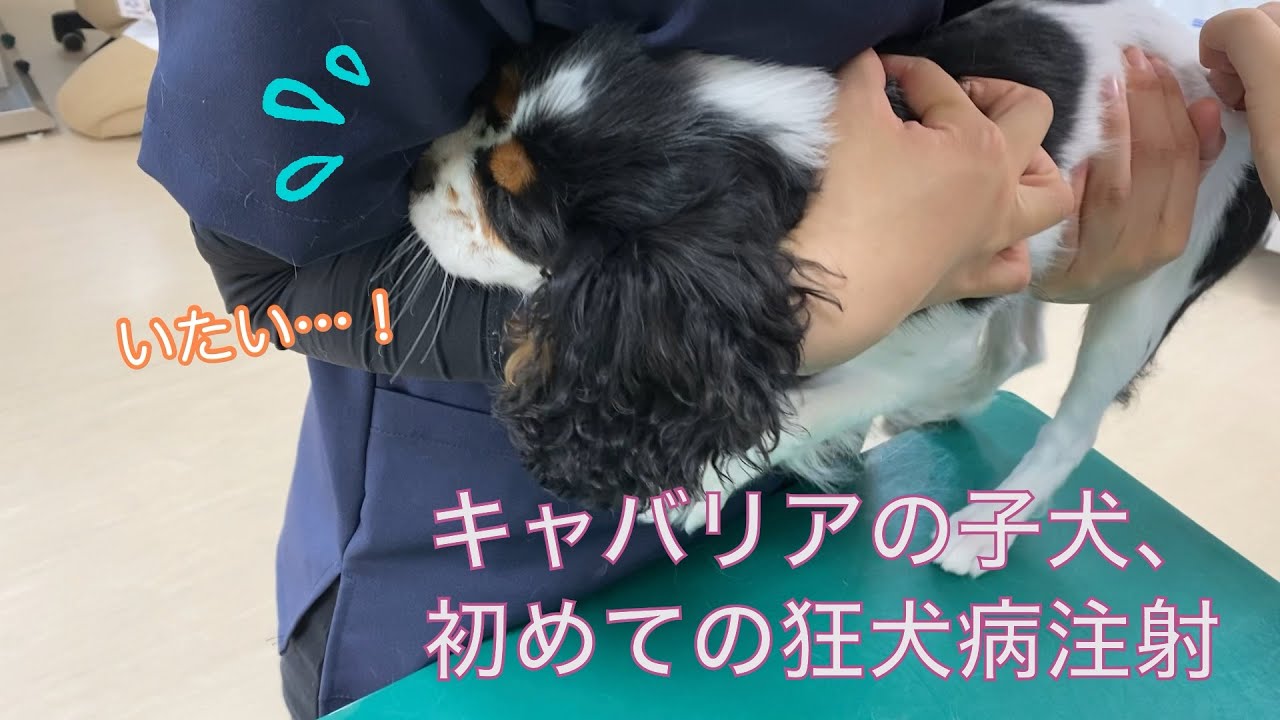 キャバリアの子犬、初めての狂犬病注射でキャン鳴き。