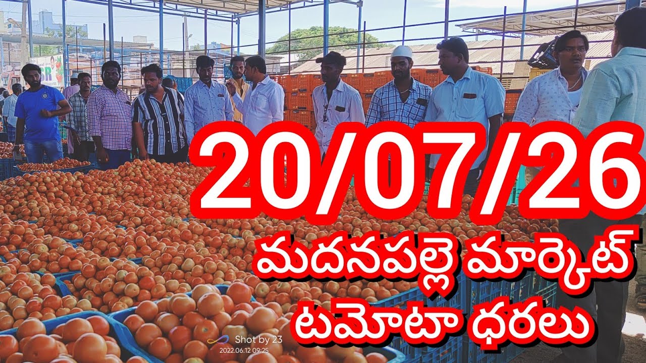 07-26-20 Madanapalle Tomato Market Price Today || Today&rsquo;s Tomato Market Rate in Madanapalle #today