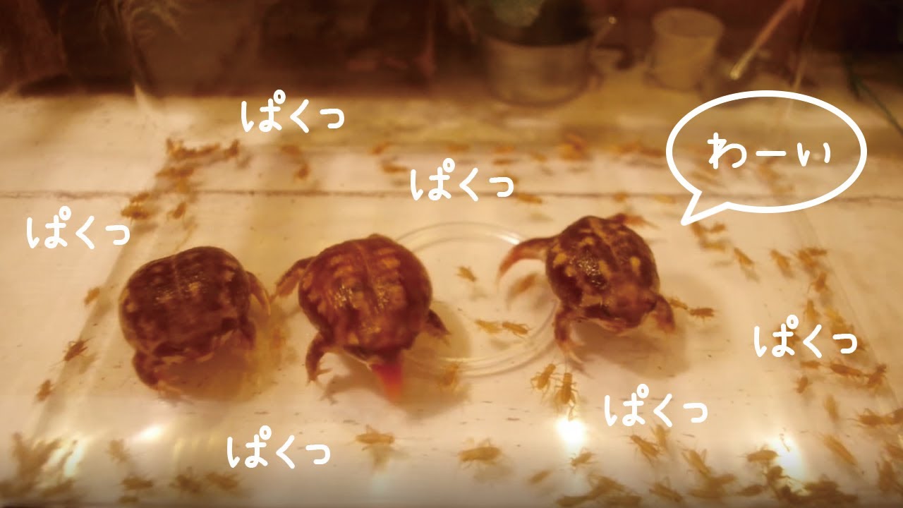 【初心者】アメフクラガエルが食べるエサ【飼育】