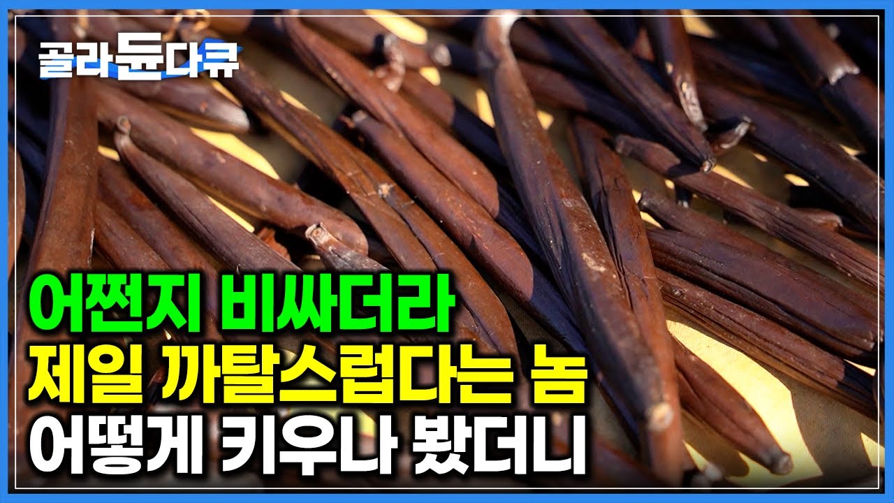 단독으로 먹지도 못하면서 가격은 세계 2위. 세상에서 가장 키우기 까다롭다는 고급 작물 키우는 농장 가봤더니｜세계테마기행｜#골라듄다큐