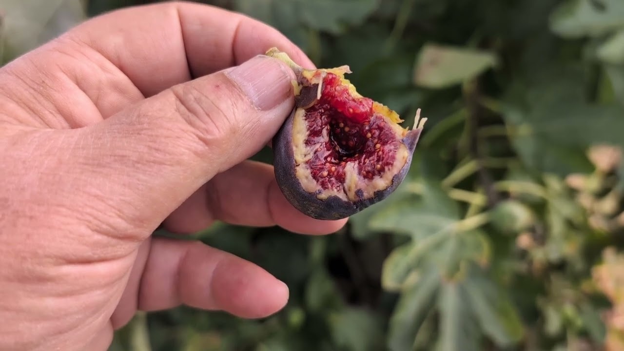 Bourjasotte Grise Fig - October 14, 2023