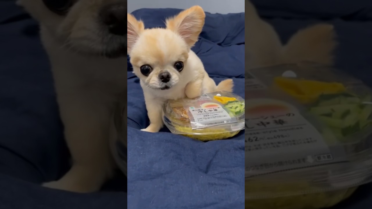 冷やし中華はじめました🍥 #shorts #shortvideo #チワワ #ペキチワ #冷やし中華 #chihuahua #犬のいる暮らし