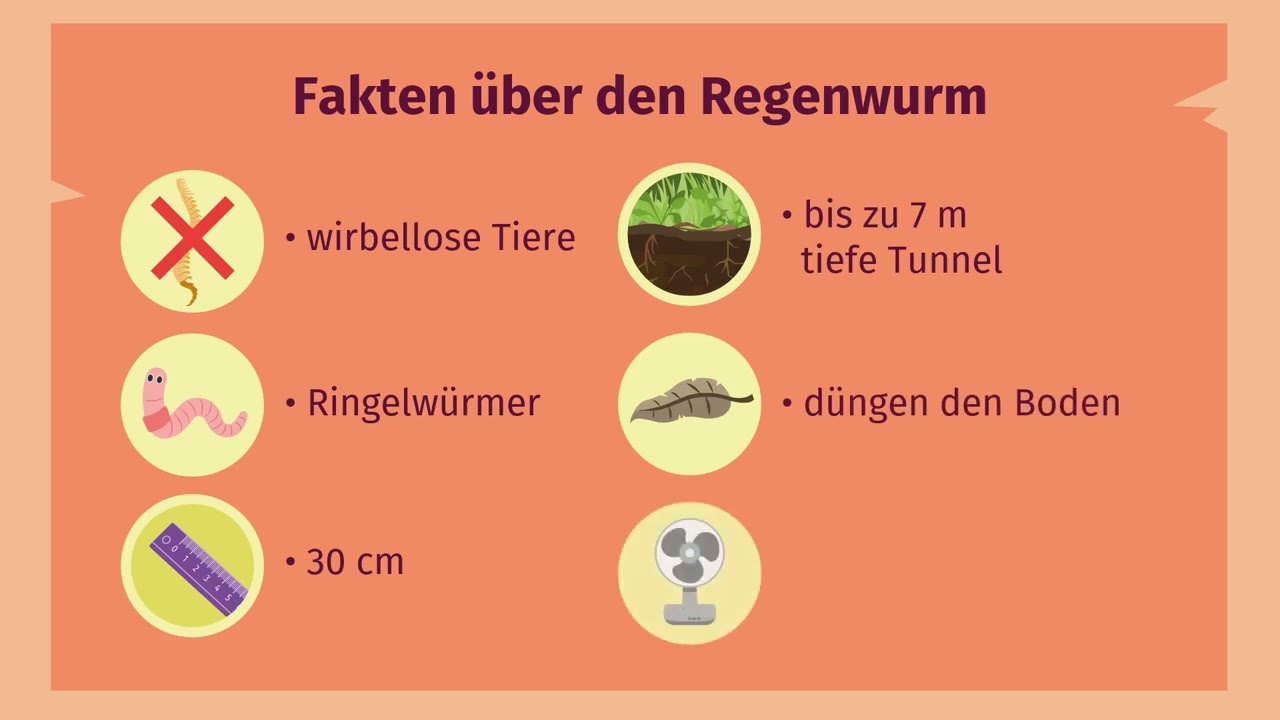Regenwurm &ndash; innerer und &auml;u&szlig;erer Bau einfach erkl&auml;rt | sofatutor