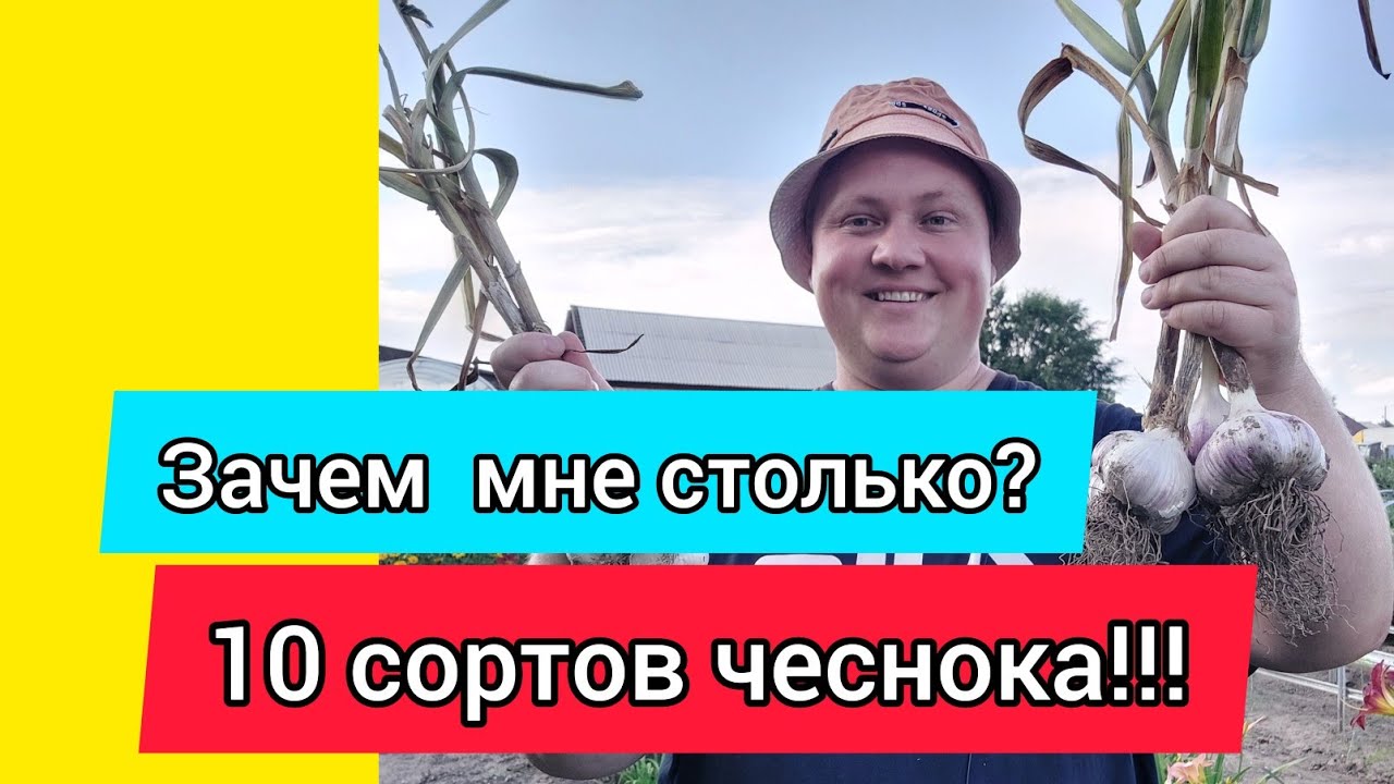 10 СОРТОВ ЧЕСНОКА! Выбираю лучший из лучших!