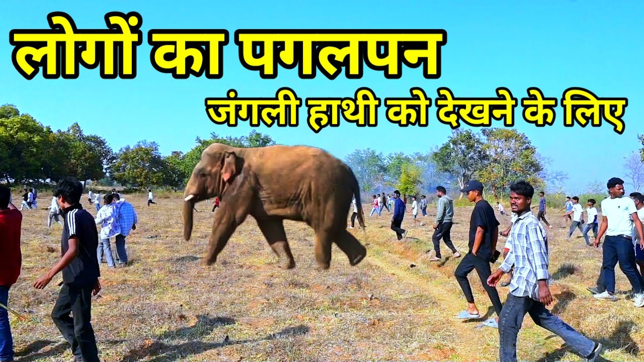 लोगों का पगलपन देखो//जंगली हाथी को देखने के लिए 
