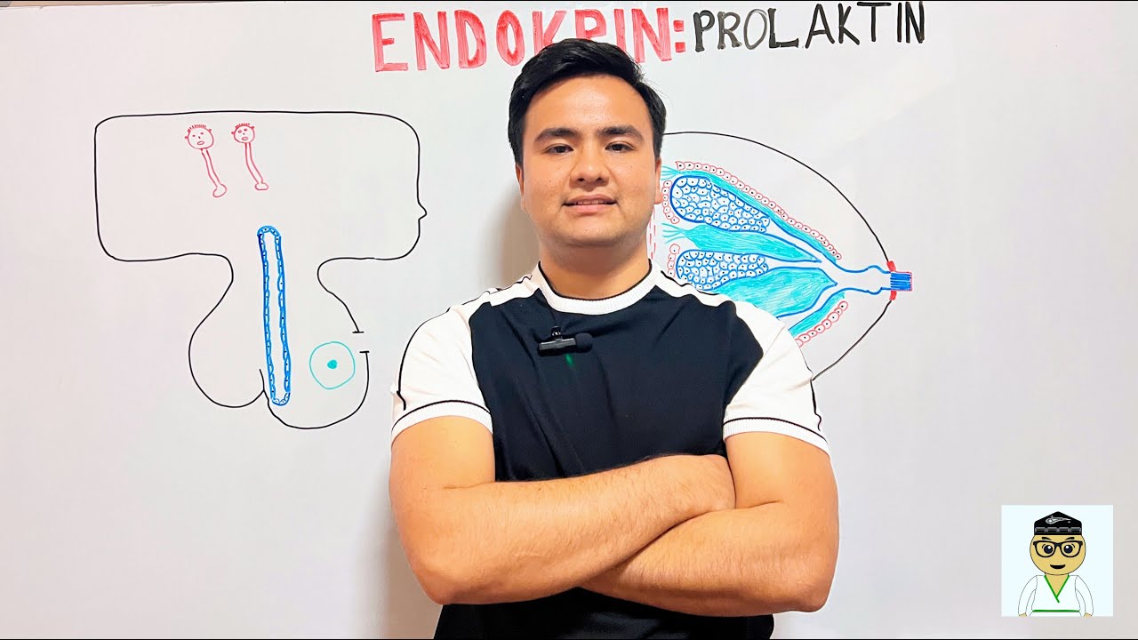 Endokrinologiya  |  Prolaktin