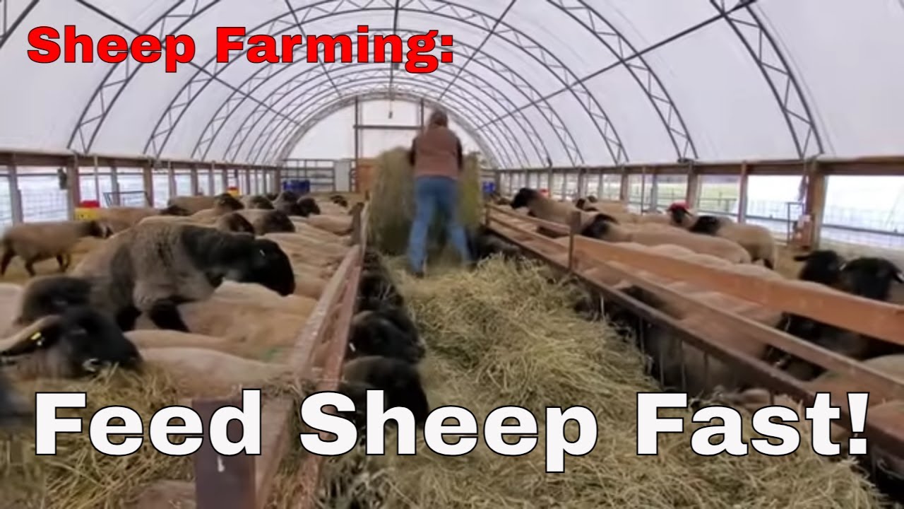 Sheep Farming - Quick, Easy & Simple Way To Feed Sheep