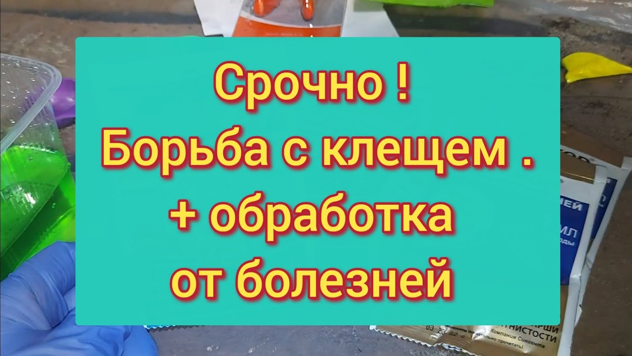 Клещ и болезни на гортензии. Срочно обрабатываю + подкармливаю. Схема в видео.