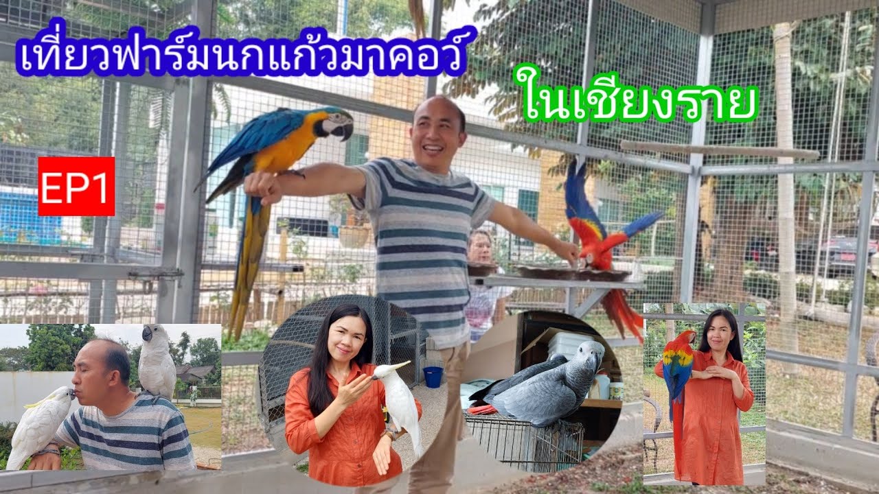 พาเที่ยวฟาร์มนกแก้วมาคอว์EP1
