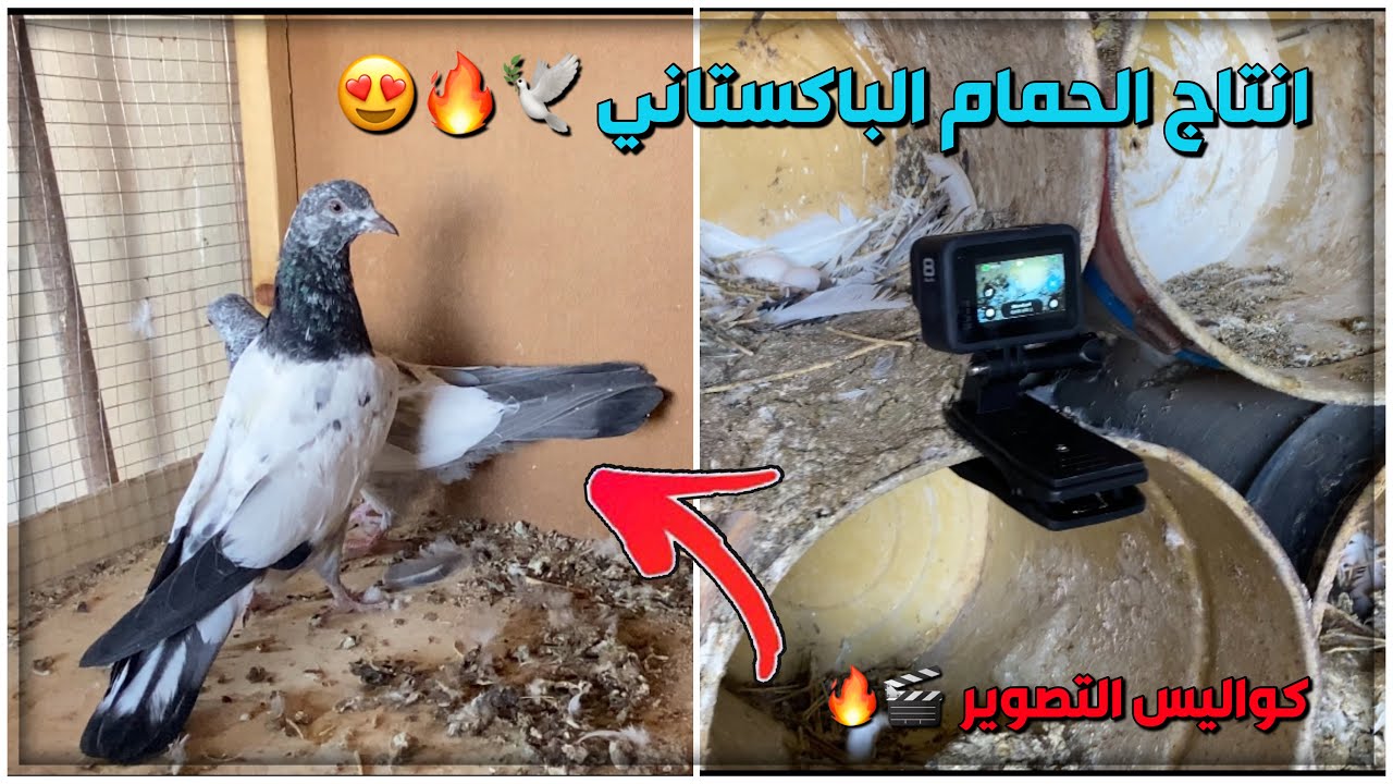 انتاج الحمام الباكستاني + البلجيكي 🕊🔥🎬