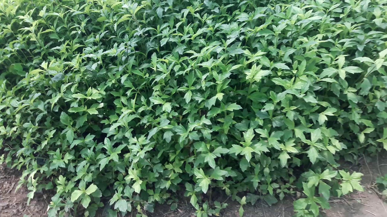 مجموعة من مغطيات التربة ابتنيا وستكريزيا ووديليا وايفوربيا ميللى