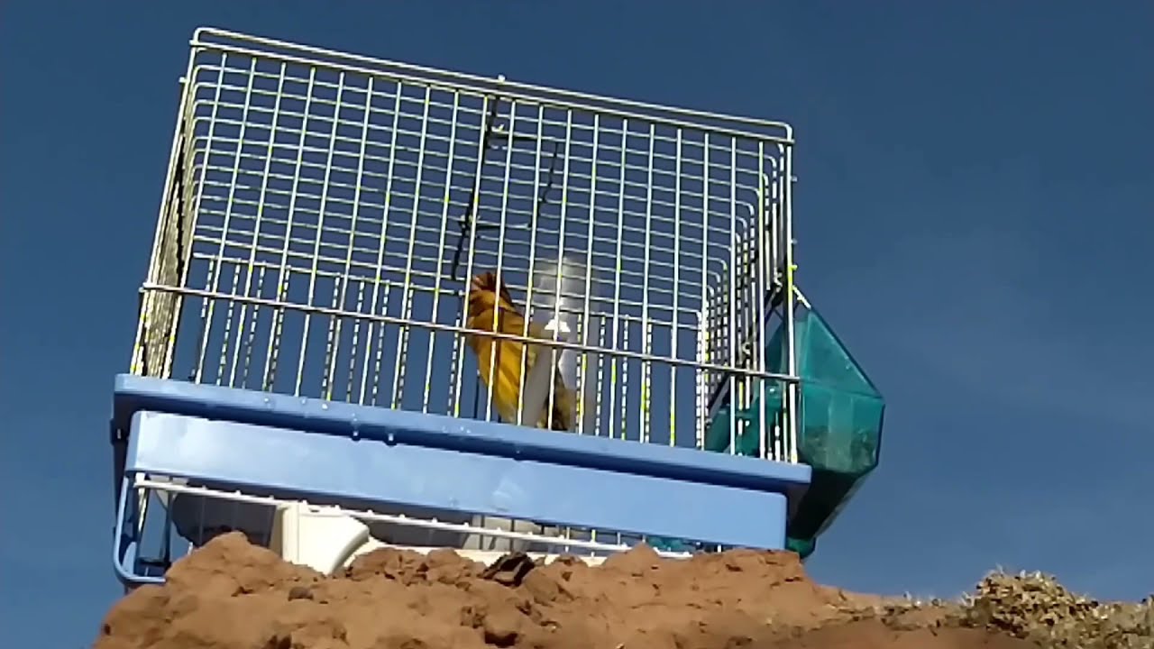 طائر الهجين يبدع في اللغة الودانية مشأ الله chardonneret Marrakech &hearts;️