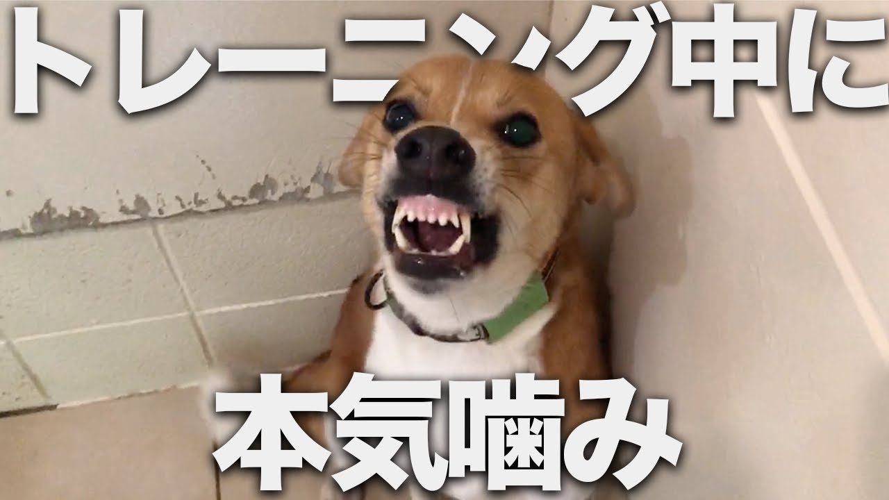 【噛犬】咬傷犬をトレーニング、噛まれないようにする方法