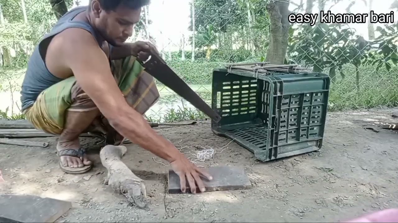 ফলের ঝুড়ি দিয়ে কবুতরের ঘর তৈরি /