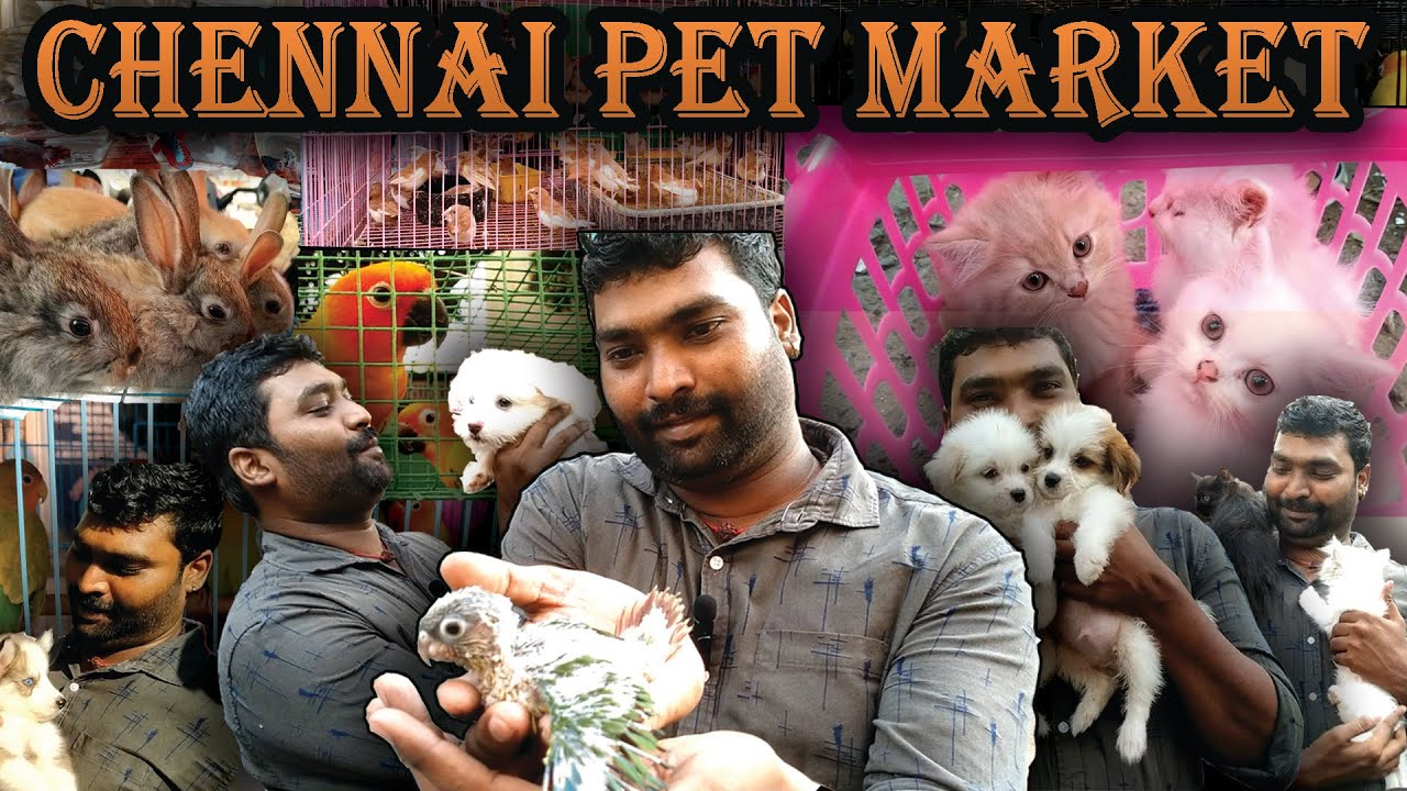 CHENNAI PET MARKET | Mannady | with contact details | all type of pets | Broadway #chennaipetmarket