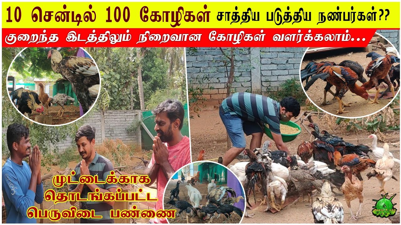10 சென்டில் 100 கோழிகள் சாத்தியப்படுத்திய நண்பர்கள் / முட்டைக்காக தொடங்கப்பட்ட பெருவிடை பண்ணை ??