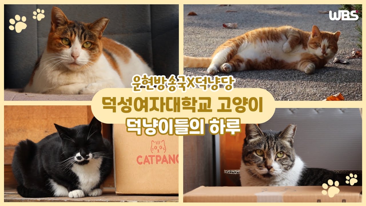 [영상방송] 덕성여대 고양이, 덕냥이들의 하루🐱🎶 | 덕냥이를 소개합니다 (운현방송국X덕냥당)