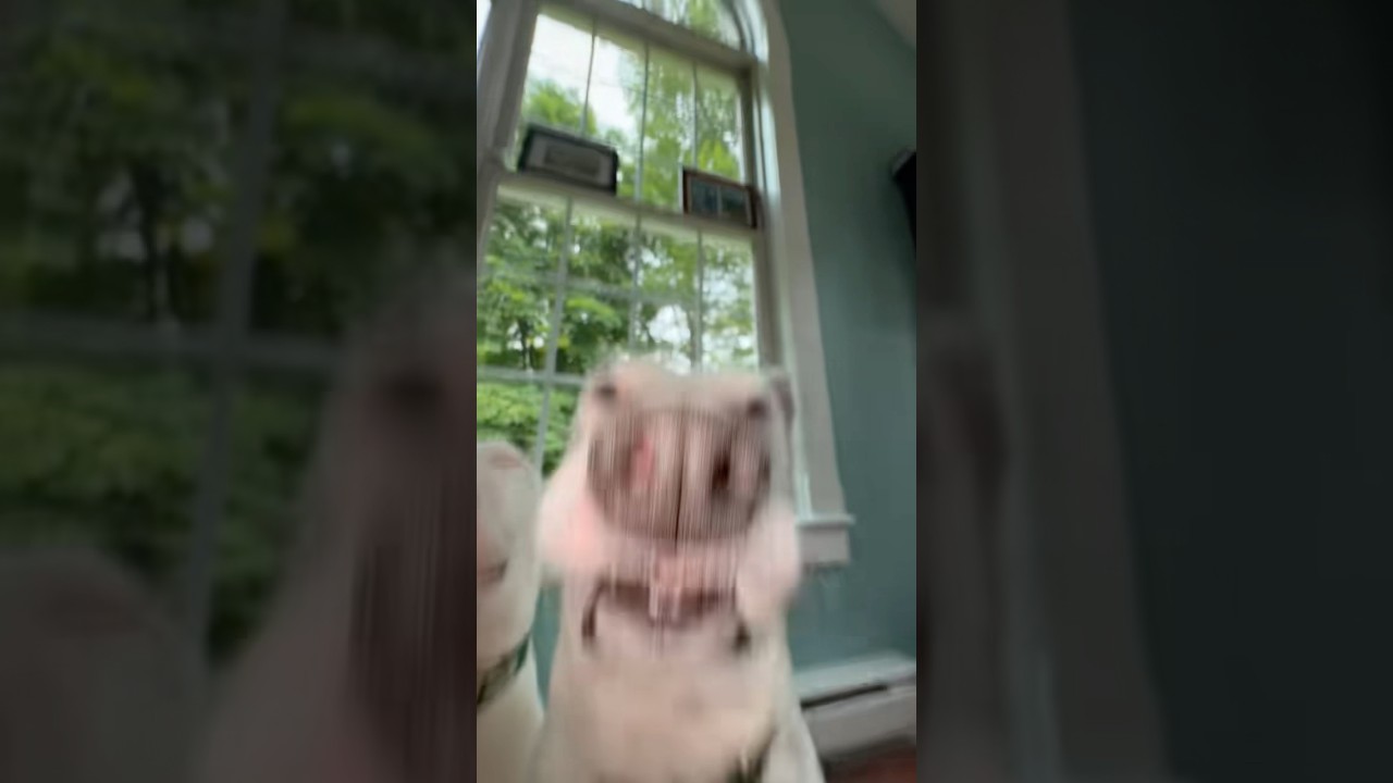 So funny! #dogs #funny #hilarious #diabolical