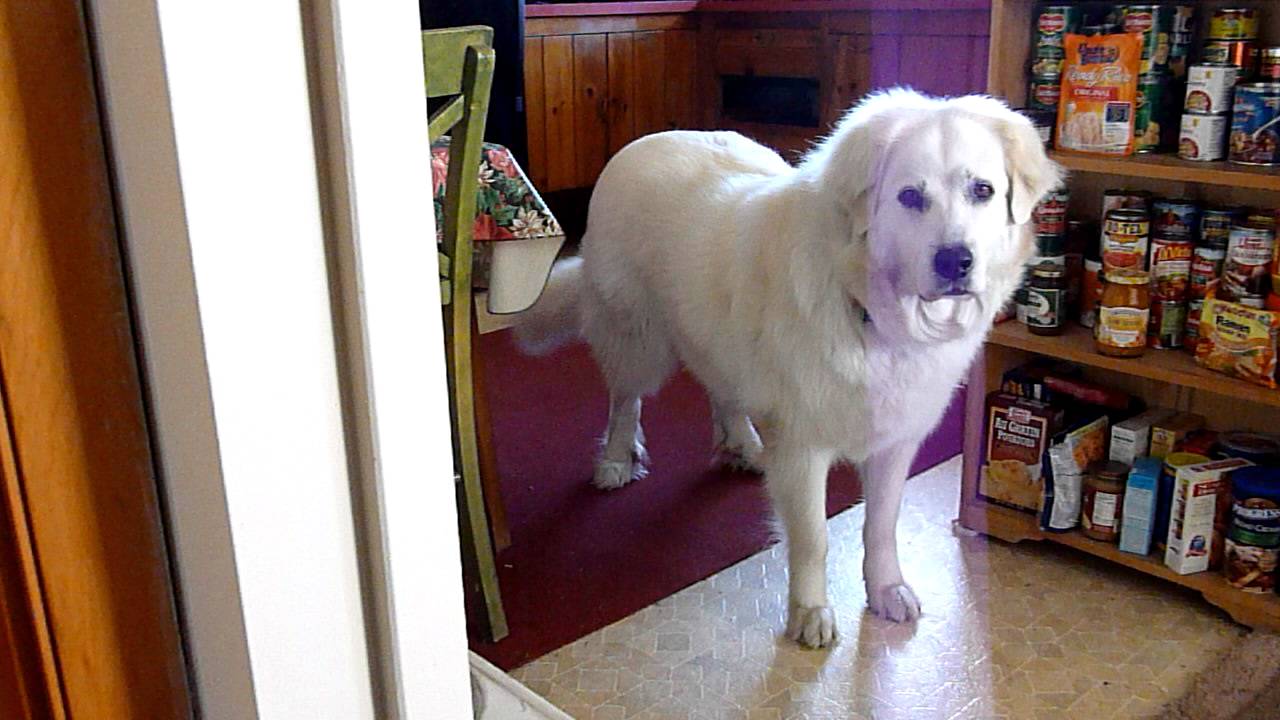 Pyrenees talking back