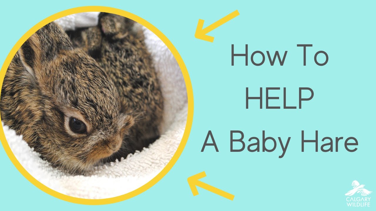 What To Do If You Think A Baby Hare Needs Help.