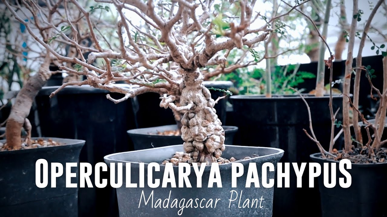 Operculicarya Pachypus - Natural Bonsai Dari Madagascar