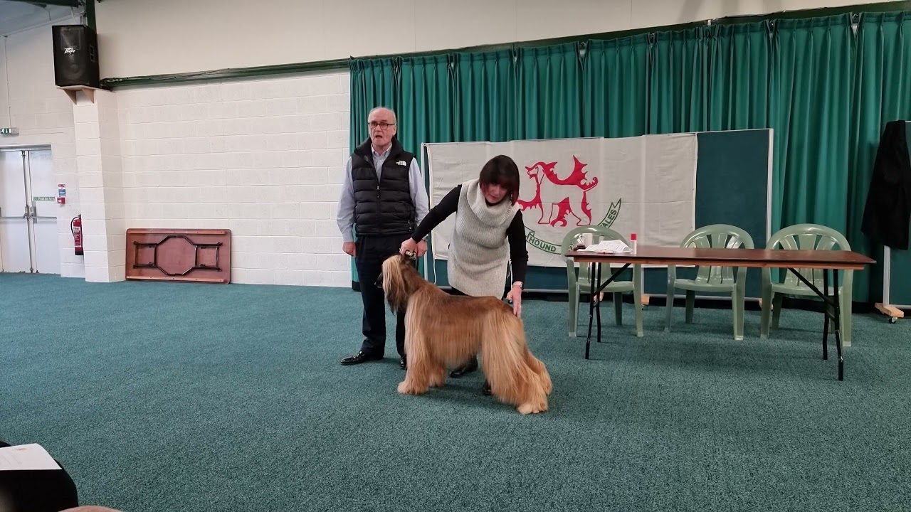 Afghan Hound Breed Lecture