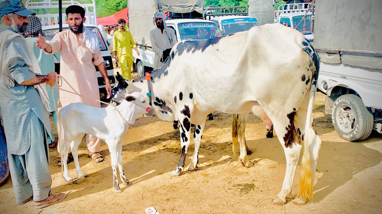Fateh jangi dasi mix cows rate mandra mandi latest update ll Dhani cows ll jamil tv ll