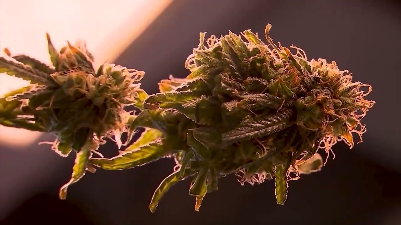 Medical marijuana dispensaries are now allowed to operate in unincorporated Houston Co.