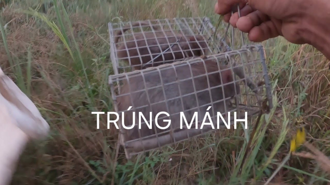 Mót Lại Đồng Cũ Nhiều Người Bẫy Trước Chuột Đồng #nghebayran #baychuot#chuotdong 