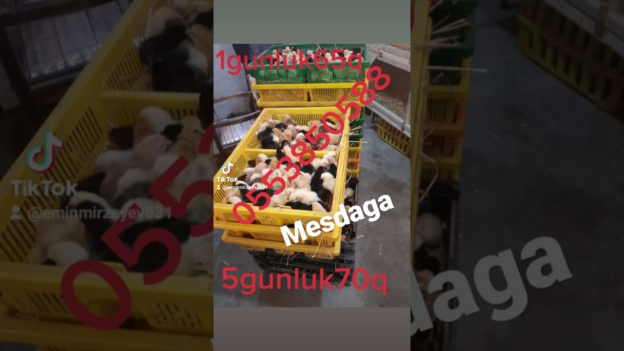 tam saglam cuceler her gun 5000 cixis var