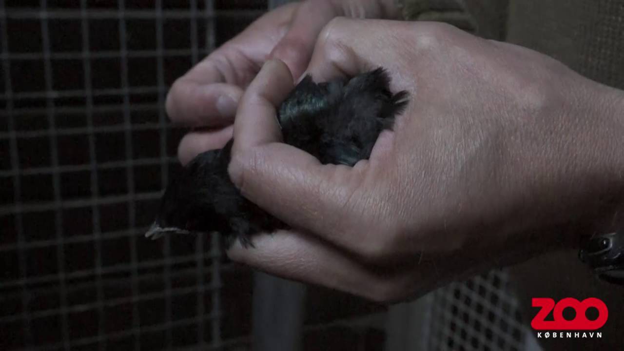 Trefarvet glansstær hos dyrlægen | Copenhagen Zoo
