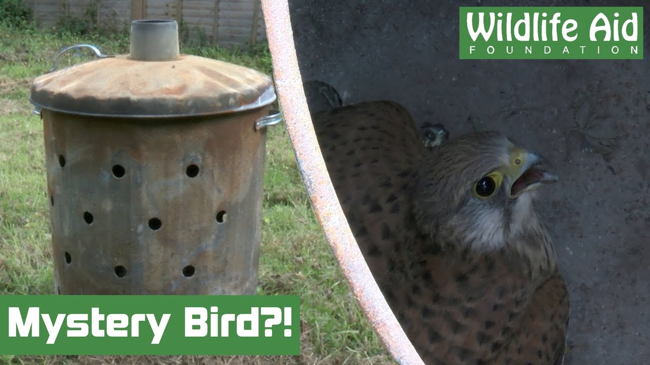Is it a Hobby, is it a Sparrowhawk, is it a Kestrel - Who knows?!
