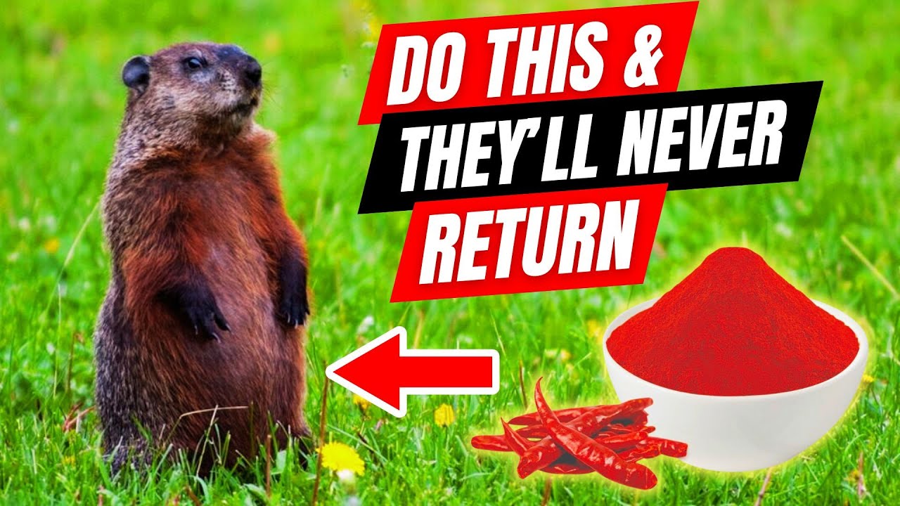 Easiest Way to Get Rid of Pesky Groundhogs from Your Property FAST