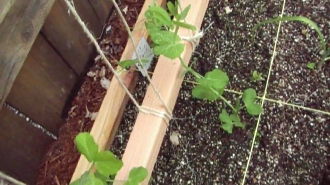 Trellis to support Peas and Beans
