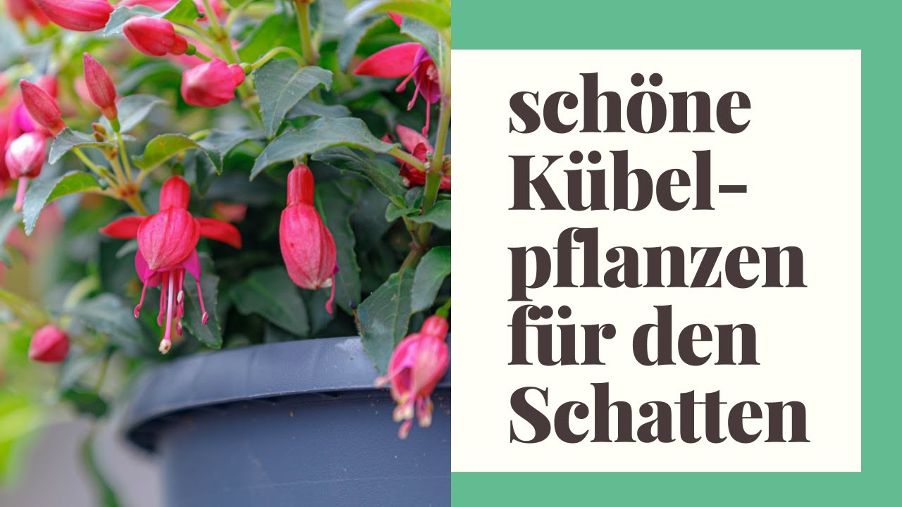 17 schöne Kübelpflanzen für den Schatten
