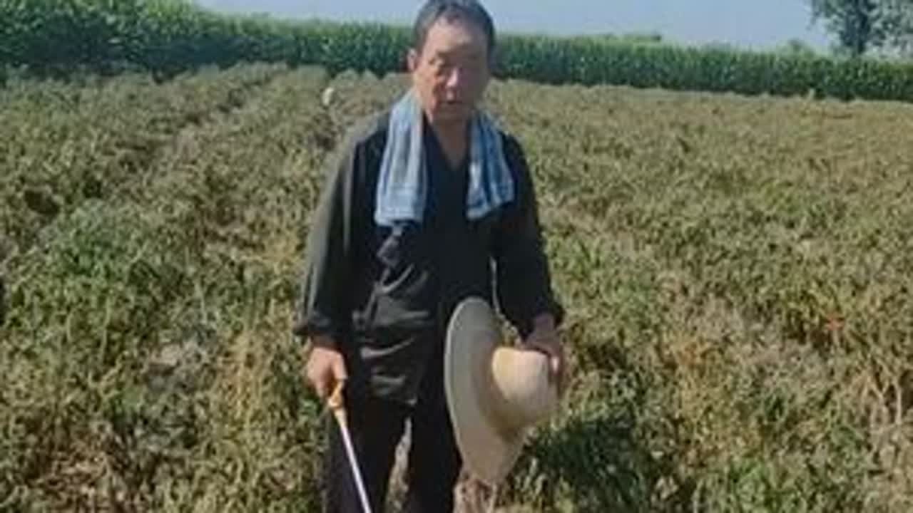 大叔种了三十多亩辣椒，一场大雨赔了十多万，眼看被淹辣椒卖不出去，大叔犯了愁。