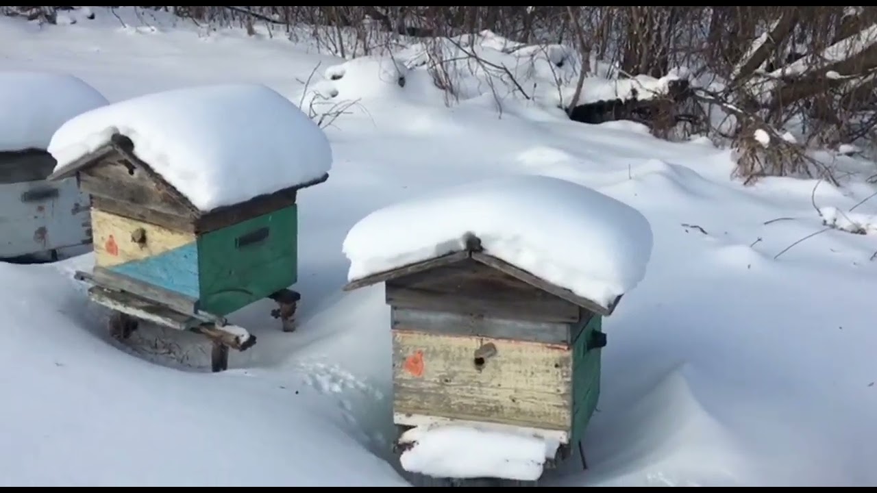 На заимке снежное безмолвие