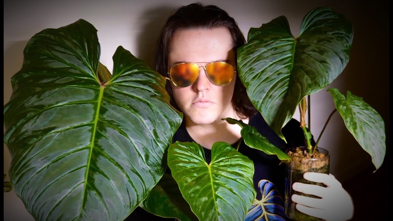 When the Most Beautiful Philodendron Is Also the Easiest