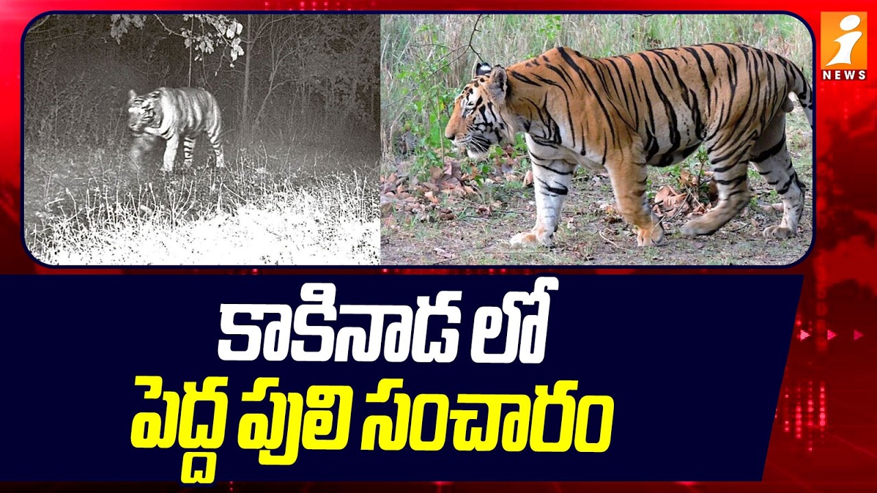 కాకినాడ లో పెద్ద పులి సంచారం | Tiger Roaming At Kakinada District | Latest News | iNews