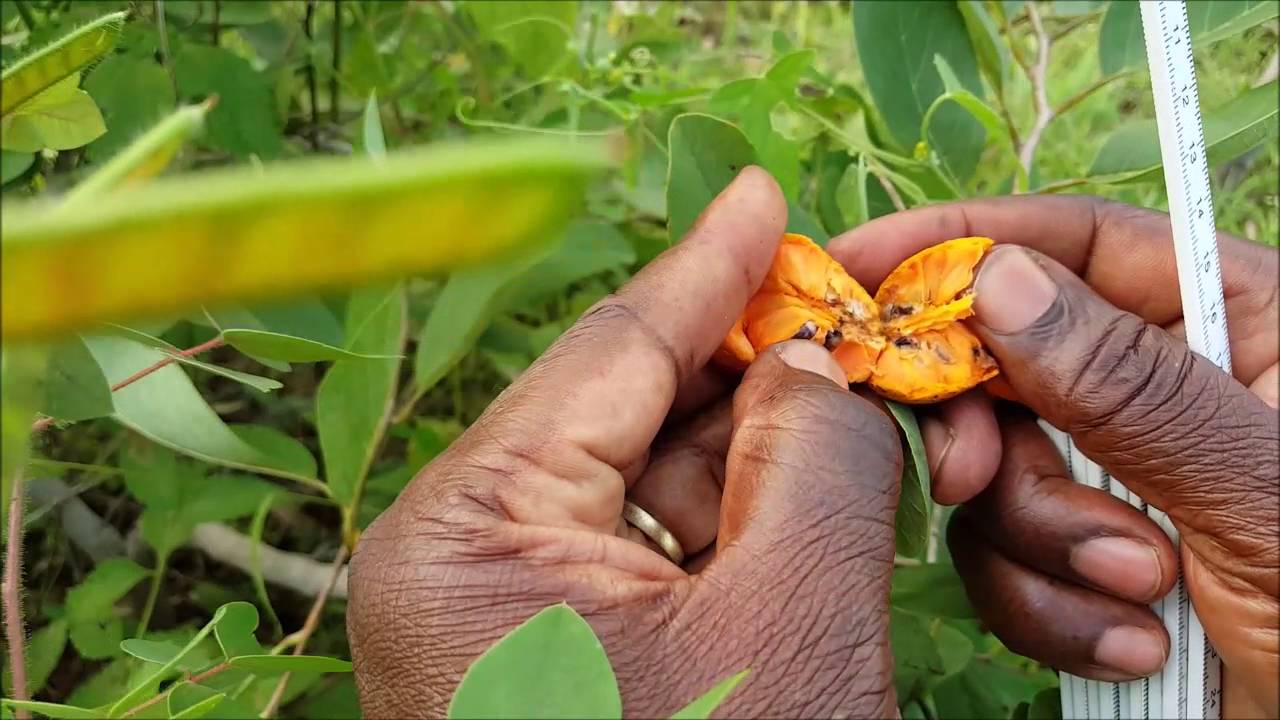 ASMA  Anona senegalensis  AS 31