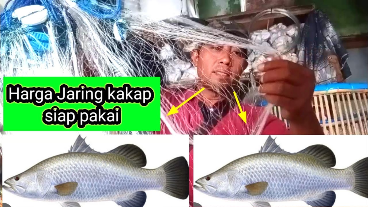 Harga Jaring Kakap / Baramundi Siap Pakai .