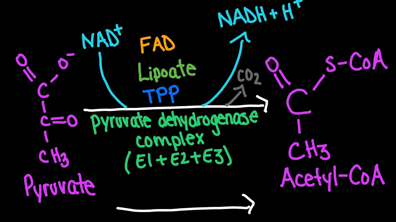 Pyruvate Dehydrogenase Complex Mechanism | Biochemistry