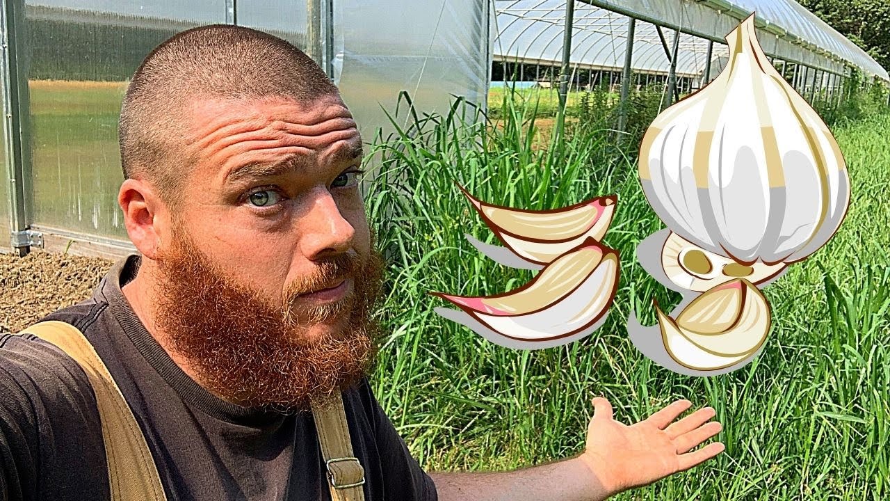 Weeds Have Taken Over My Garlic!