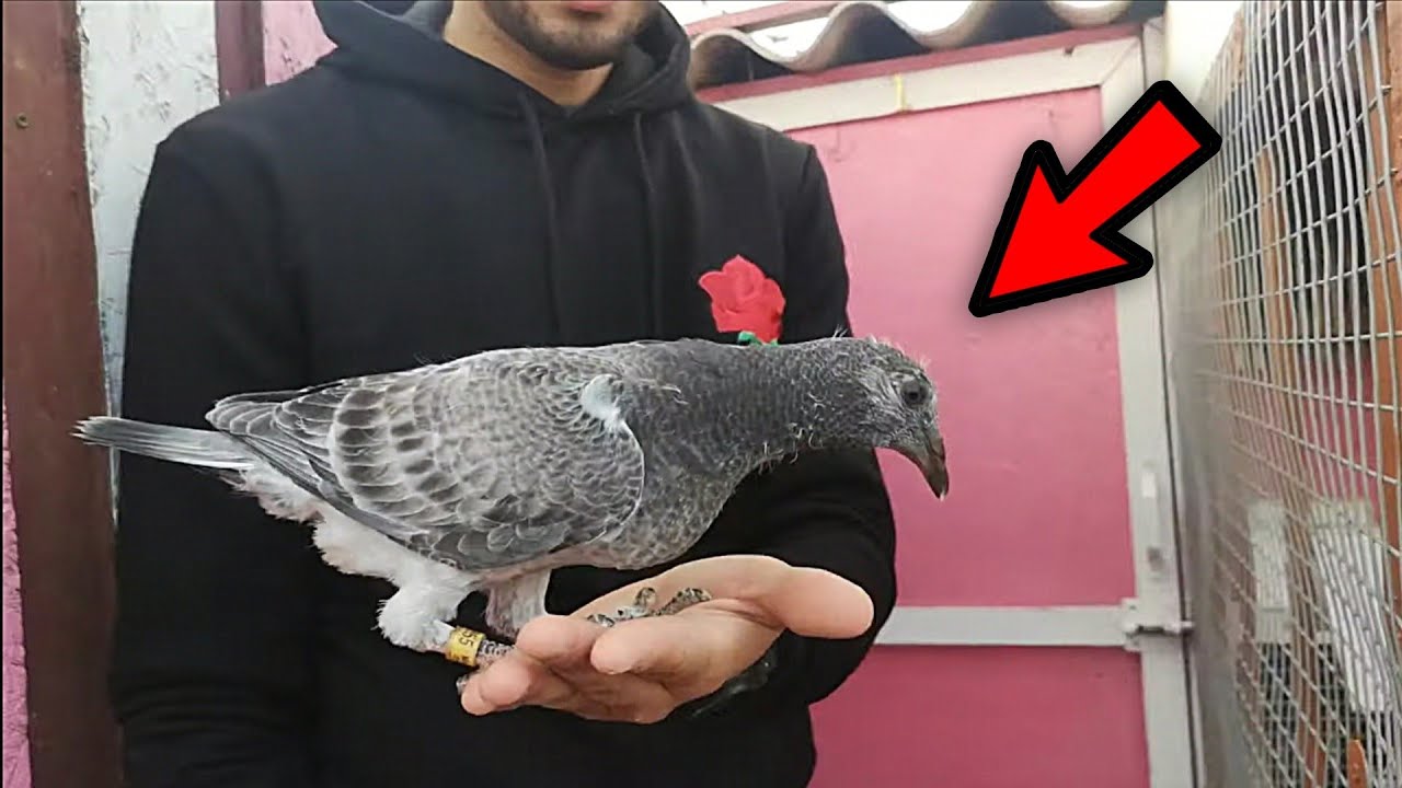 دائما الولاعة عند بلعيد مع الاخ صلاح الدين ورسالة ✉️🔥 لاصحاب منتوجات الحمام الزاجل