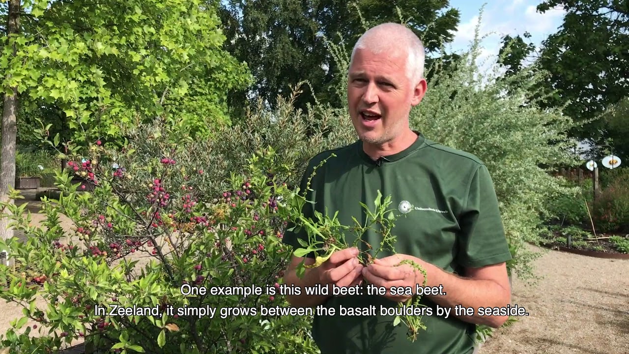 Zoutminnende planten - Naar buiten met Van Buiten afl. 17