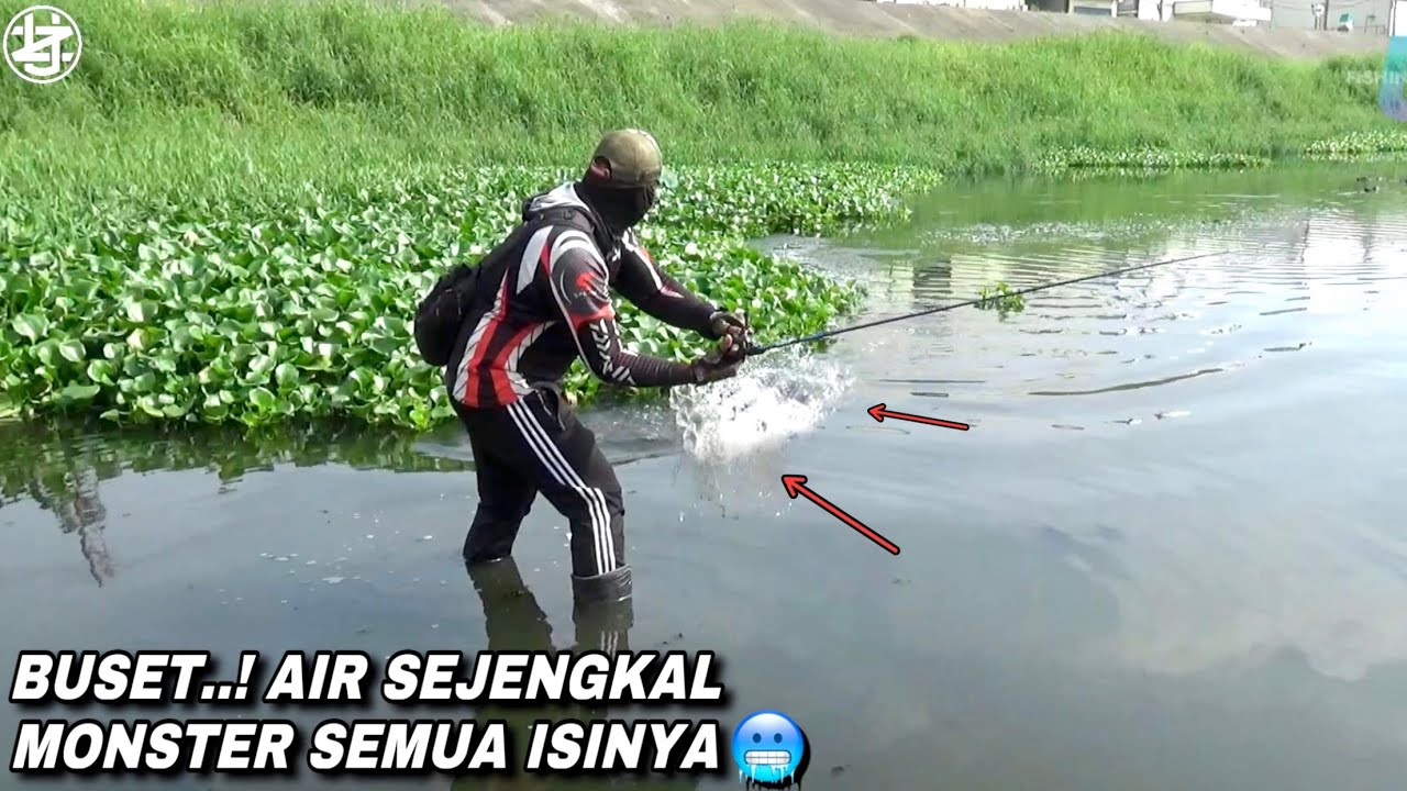 Ngeri..! mancing air sejengkal ikan gabus monster semua