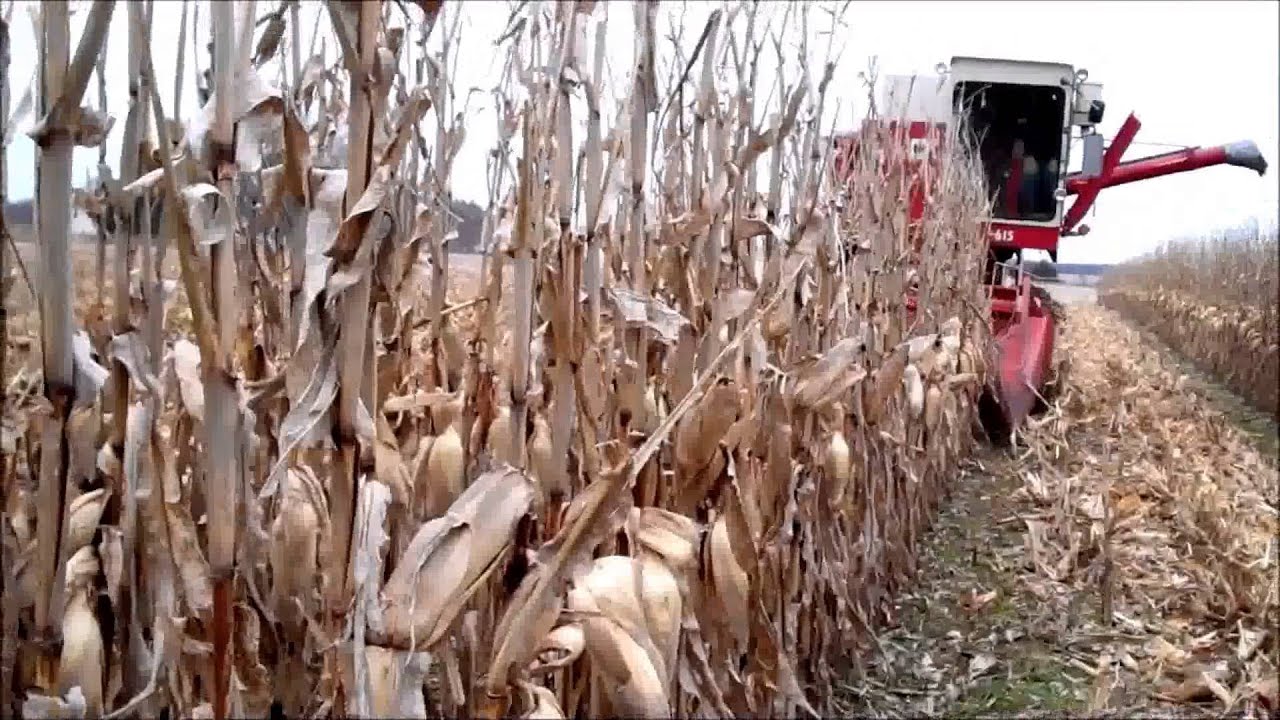 IH 615 Combine in Corn 2015