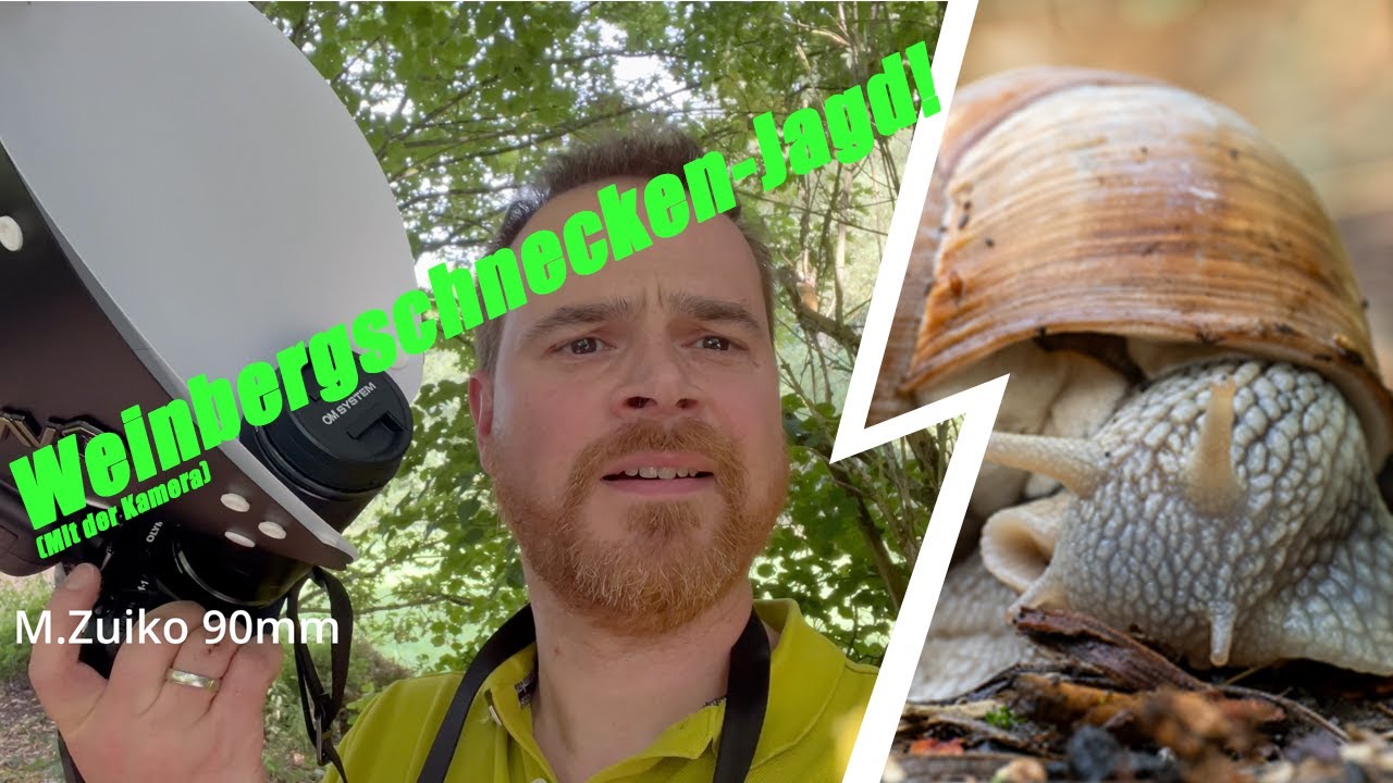 Makro Foto Session - Weinbergschnecken