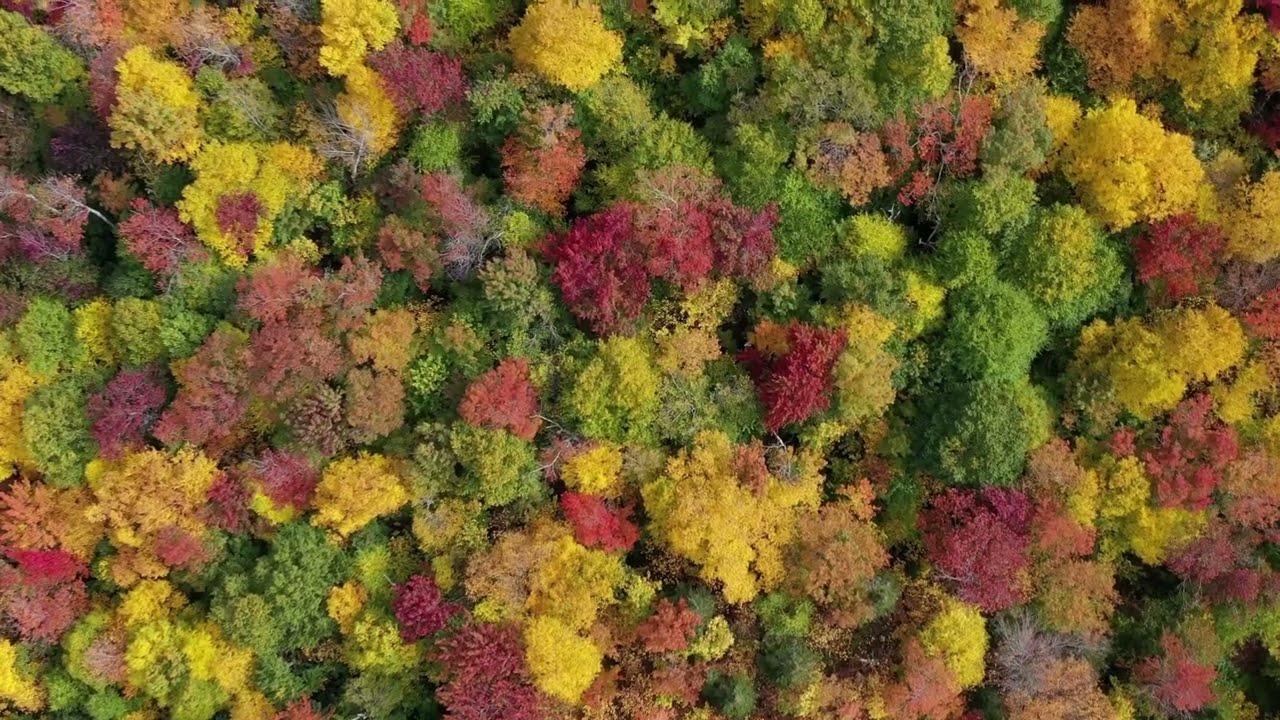 Beautiful calming and relaxing Piano music  - Autumn Theme